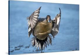 Pintail duck (Anas acute) has a wide geographic distribution across northern latitudes.-Richard Wright-Stretched Canvas