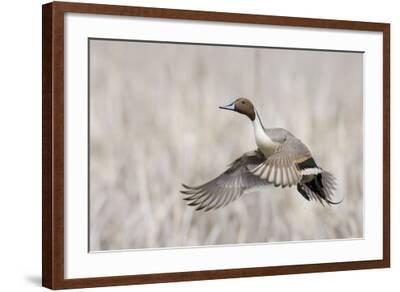 Pintail Duck in Flight' Photographic Print - Ken Archer | AllPosters.com