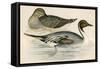 Pintail Duck-Beverley R. Morris-Framed Stretched Canvas