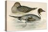 Pintail Duck-Beverley R. Morris-Stretched Canvas