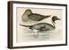 Pintail Duck-Beverley R. Morris-Framed Premium Giclee Print