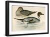 Pintail Duck-Beverley R. Morris-Framed Premium Giclee Print