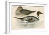 Pintail Duck-Beverley R. Morris-Framed Premium Giclee Print