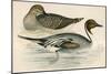 Pintail Duck-Beverley R. Morris-Mounted Premium Giclee Print