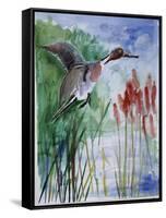 Pintail Duck-Sir Roy Calne-Framed Stretched Canvas