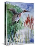 Pintail Duck-Sir Roy Calne-Stretched Canvas