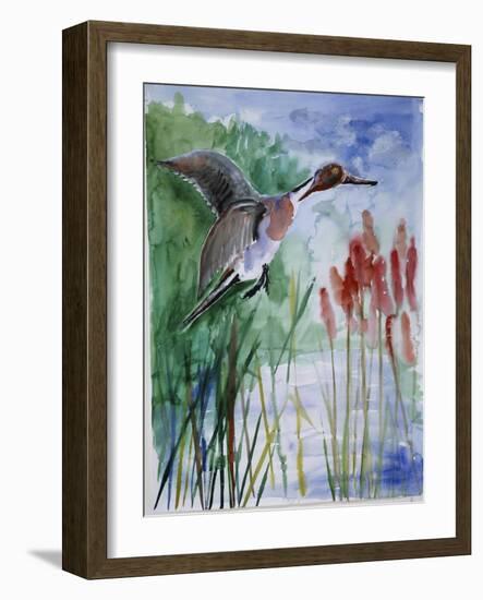 Pintail Duck-Sir Roy Calne-Framed Giclee Print