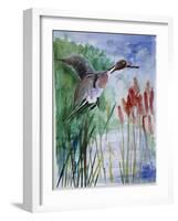 Pintail Duck-Sir Roy Calne-Framed Giclee Print