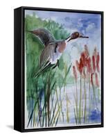 Pintail Duck-Sir Roy Calne-Framed Stretched Canvas