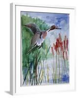 Pintail Duck-Sir Roy Calne-Framed Giclee Print