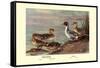 Pintail Ducks-Allan Brooks-Framed Stretched Canvas