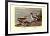 Pintail Ducks-Allan Brooks-Framed Art Print