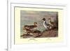 Pintail Ducks-Allan Brooks-Framed Premium Giclee Print