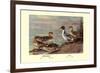 Pintail Ducks-Allan Brooks-Framed Premium Giclee Print