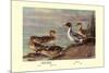 Pintail Ducks-Allan Brooks-Mounted Premium Giclee Print