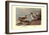 Pintail Ducks-Allan Brooks-Framed Art Print