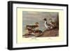 Pintail Ducks-Allan Brooks-Framed Art Print