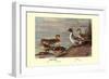 Pintail Ducks-Allan Brooks-Framed Art Print