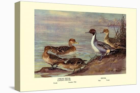 Pintail Ducks-Allan Brooks-Stretched Canvas