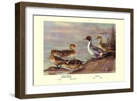 Pintail Ducks-Allan Brooks-Framed Art Print