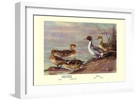 Pintail Ducks-Allan Brooks-Framed Art Print