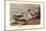 Pintail Ducks-Allan Brooks-Mounted Art Print