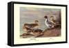 Pintail Ducks-Allan Brooks-Framed Stretched Canvas