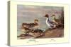 Pintail Ducks-Allan Brooks-Stretched Canvas