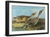 Pintail-John James Audubon-Framed Art Print