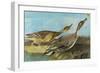 Pintail-John James Audubon-Framed Art Print