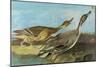 Pintail-John James Audubon-Mounted Art Print