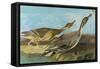 Pintail-John James Audubon-Framed Stretched Canvas