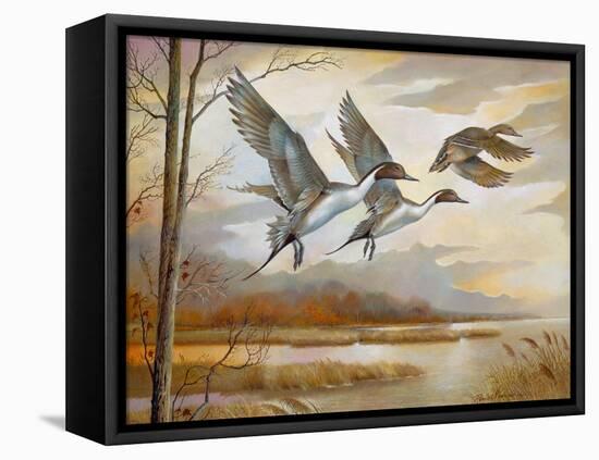 Pintails-Ruane Manning-Framed Stretched Canvas