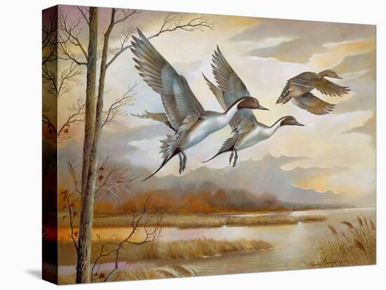 Pintails-Ruane Manning-Stretched Canvas