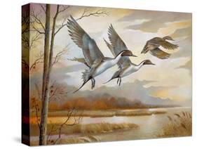 Pintails-Ruane Manning-Stretched Canvas
