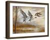 Pintails-Ruane Manning-Framed Art Print