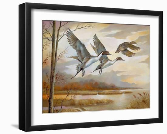 Pintails-Ruane Manning-Framed Art Print