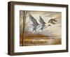 Pintails-Ruane Manning-Framed Art Print