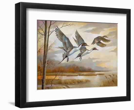 Pintails-Ruane Manning-Framed Art Print