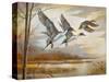 Pintails-Ruane Manning-Stretched Canvas
