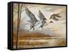 Pintails-Ruane Manning-Framed Stretched Canvas