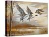 Pintails-Ruane Manning-Stretched Canvas