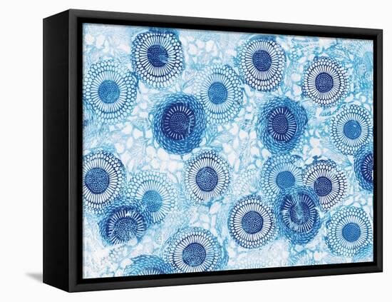 Pinto and Buffalo Flowers Blue-Kellie Day-Framed Stretched Canvas