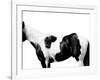 Pinto-Samantha Carter-Framed Art Print