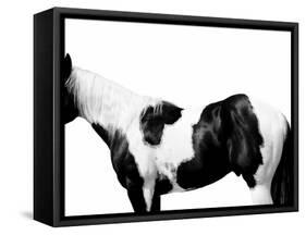 Pinto-Samantha Carter-Framed Stretched Canvas