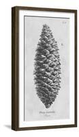 Pinus Australis-Maria Mendez-Framed Giclee Print