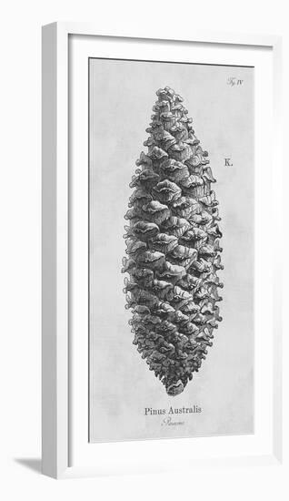Pinus Australis-Maria Mendez-Framed Giclee Print