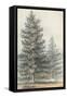 Pinus Contorta-null-Framed Stretched Canvas