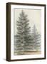 Pinus Contorta-null-Framed Art Print