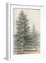 Pinus Contorta-null-Framed Art Print